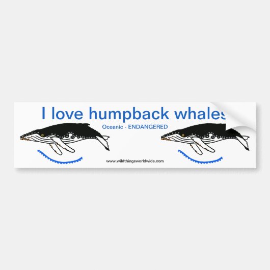 I Liebe Humpback WHALES - gefährdetes Tier - Natur Autoaufkleber (Vorne)