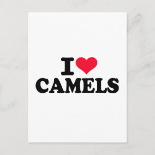 I Liebe Kamele Postkarte