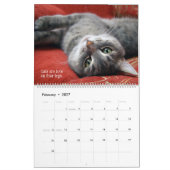 I Liebe Katzen Kalender (Feb 2027)