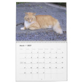 I Liebe Katzen 😻 Kalender (Mär 2027)