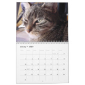I Liebe Katzen 😻 Kalender (Jan 2027)