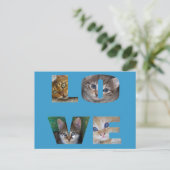 I Liebe Katzen Postkarte (Stehend Vorderseite)