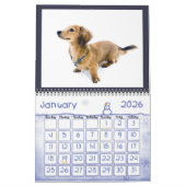 I LIEBE Langhaarige MINIATURDACKELN Kalender (Jan 2026)