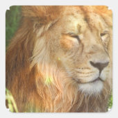 I Liebe Lions Stickers (Vorderseite)