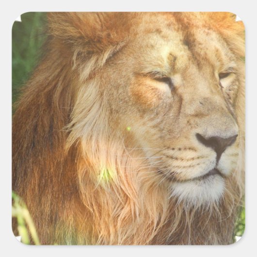 I Liebe Lions Stickers (Vorderseite)