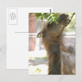 I Liebe Llamas Postkarte (Vorne/Hinten)