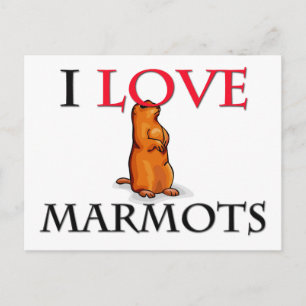 I Liebe Marmots Postkarte