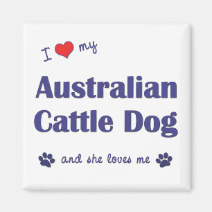 I Liebe mein australischer Vieh-Hund (weiblicher Magnet