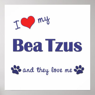 I Liebe mein Bea Tzus (mehrfache Hunde) Poster