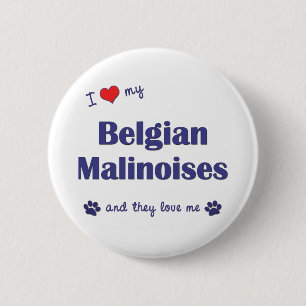 I Liebe mein belgischer Malinoises (mehrfache Button