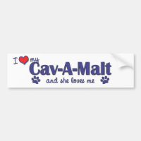 I Liebe mein Cav-EIN-Malz (weiblicher Hund)