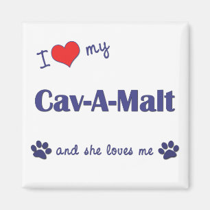 I Liebe mein Cav-EIN-Malz (weiblicher Hund) Magnet