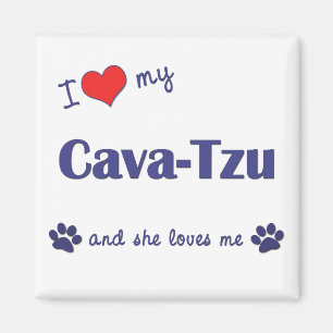 I Liebe mein Cava-Tzu (weiblicher Hund) Magnet