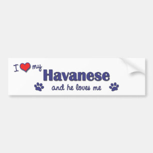 I Liebe mein Havanese (männlicher Hund) Autoaufkleber