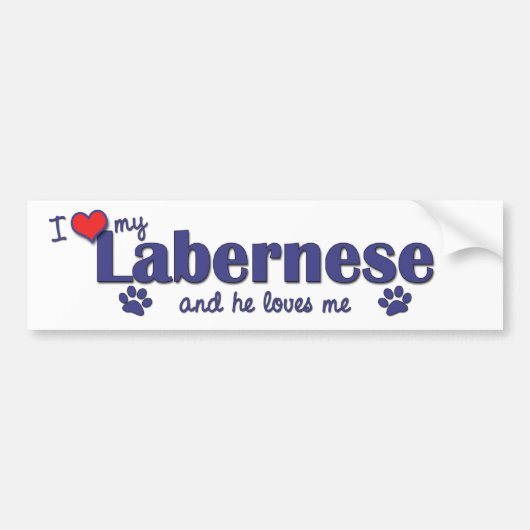 I Liebe mein Labernese (männlicher Hund) Autoaufkleber (Vorne)