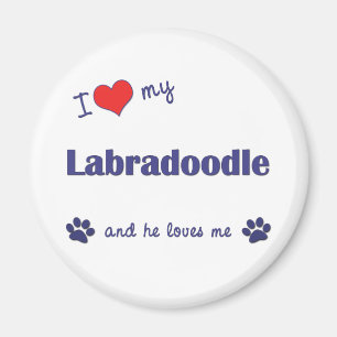 I Liebe mein Labradoodle (männlicher Hund) Magnet