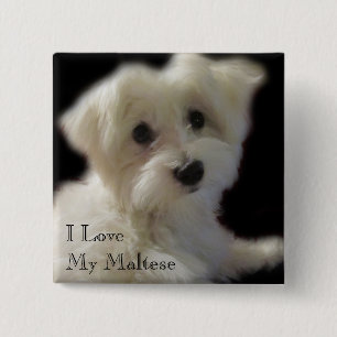 I Liebe mein maltesischer Knopf Button