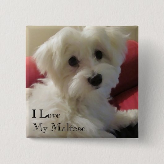 I Liebe mein maltesischer Knopf Button (Vorderseite)