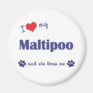 I Liebe mein Maltipoo (weiblicher Hund) Magnet