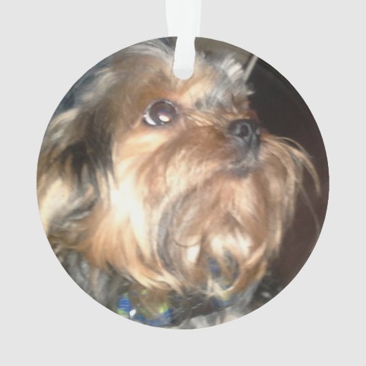 I LIEBE MEIN YORKIE-Ornament Ornament (Rückseite)