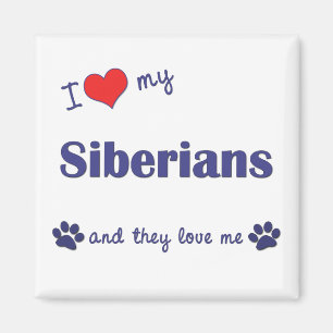 I Liebe meine Sibirier (mehrfache Katzen) Magnet