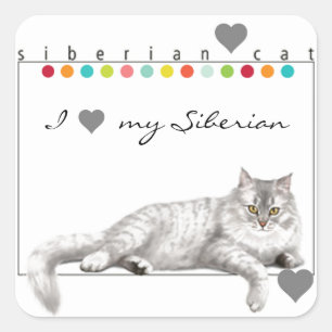 I Liebe meine sibirischen Katzen-Aufkleber Quadratischer Aufkleber