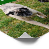 I Liebe Mops Poster (Ecke)