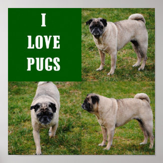 I Liebe Mops Poster