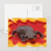 I Liebe Newts Postkarte (Vorne/Hinten)