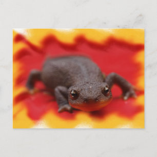 I Liebe Newts Postkarte