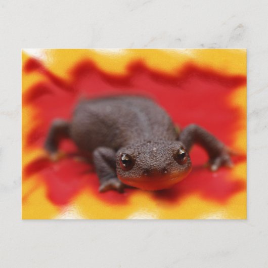 I Liebe Newts Postkarte (Vorderseite)