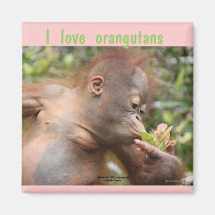 I Liebe-Orang-Utans Magnet