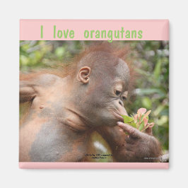 I Liebe Orangutans Magnet