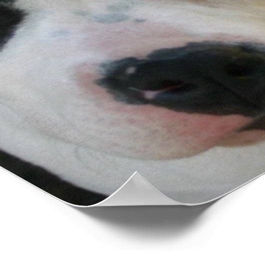 I Liebe Pitbuls Poster (Ecke)