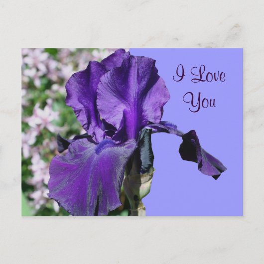 I Liebe Sie Lila Iris Blume Foto Postkarte (Vorderseite)