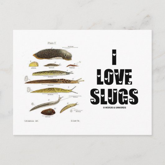 I Liebe Slugs (Naturalist / Natur) Postkarte (Vorderseite)