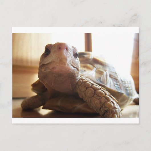 I Liebe Sonnenbaden Postkarte (Vorderseite)