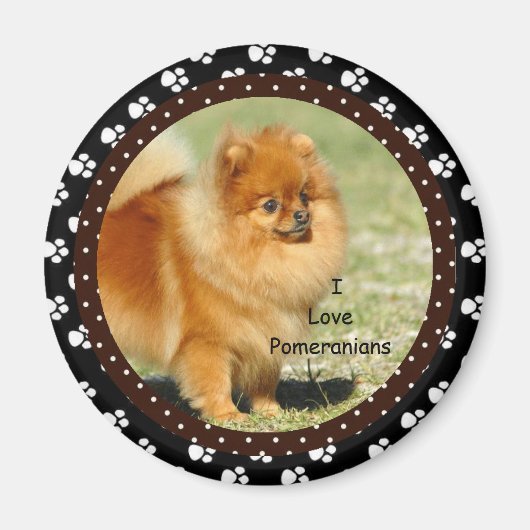 I Liebe Spitz Dog Magnet (Vorne)
