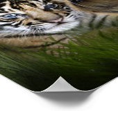 I Liebe Tigers Poster (Ecke)