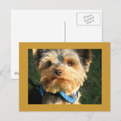 I Liebe Yorkies Postkarte (Vorne/Hinten)