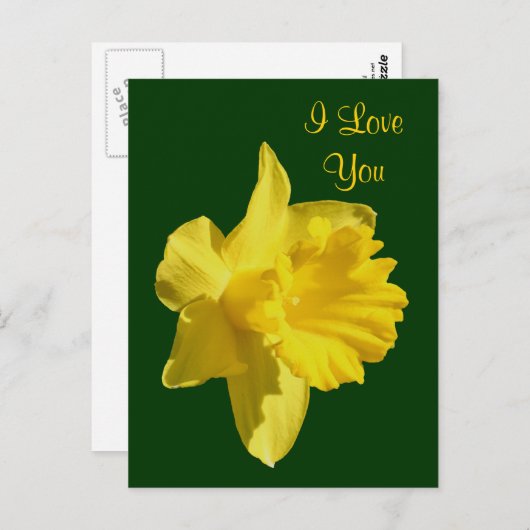 I Liebe You Daffodic Blume Foto Postkarte (Vorne/Hinten)