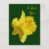 I Liebe You Daffodic Blume Foto Postkarte (Vorderseite)