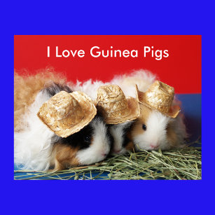 I Love Guinea Pigs Poster