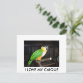 I LOVE MY CAIQUE POSTKARTE (Stehend Vorderseite)