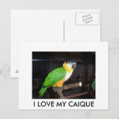 I LOVE MY CAIQUE POSTKARTE (Vorne/Hinten)