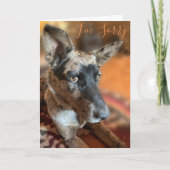 I’m Sorry Side Eye Cattle Dog Belated Birthday Karte (Vorderseite)