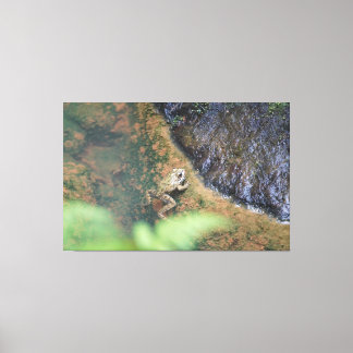 Iberischer Frosch auf den Azoren Leinwanddruck