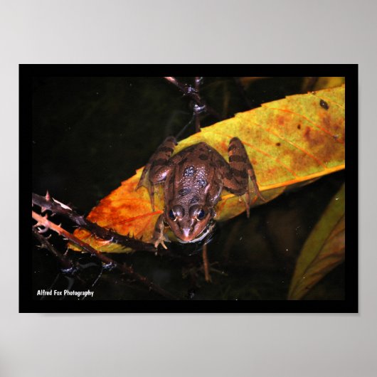 Iberischer Wasserfrosch auf einem Blatt Poster (Vorne)