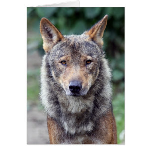 iberischer Wolf