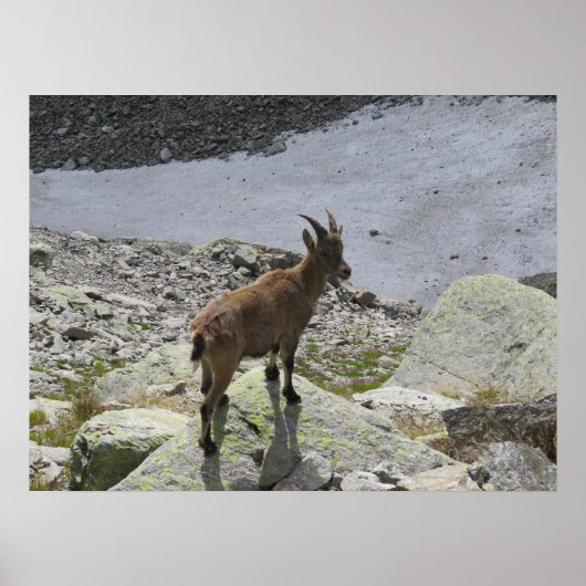 Ibex Chamonix Französische Alpen Poster (Vorne)